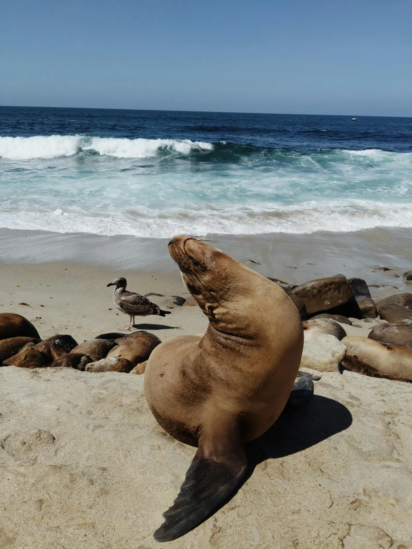 San Diego Date Ideas