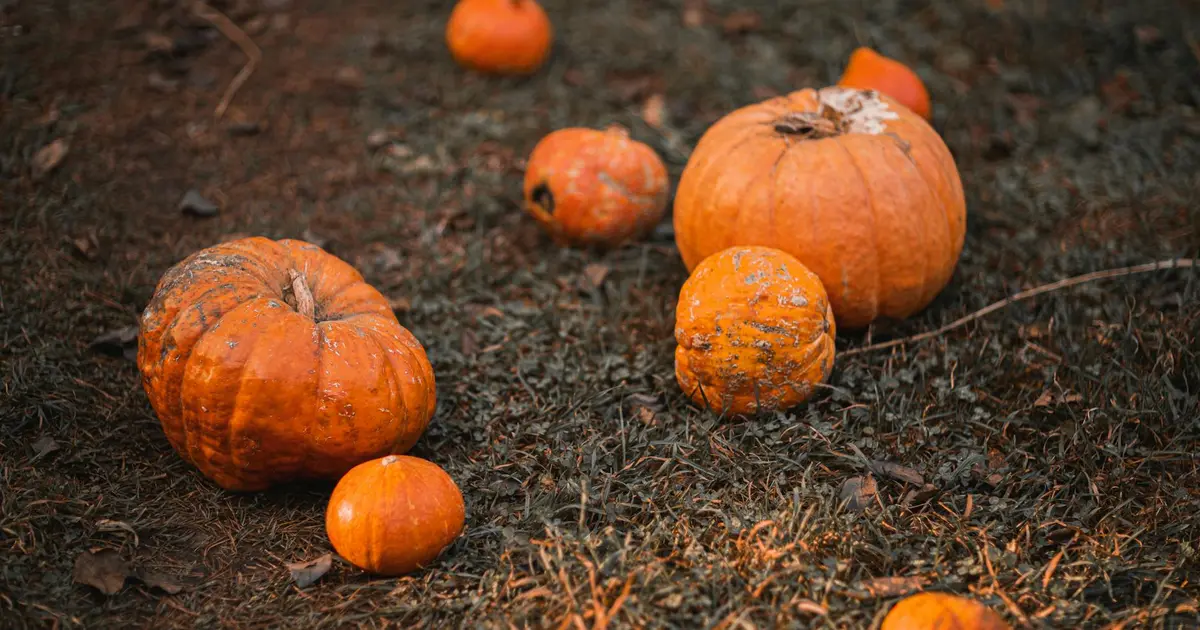 Sauvie Island pumpkin patch fall date Portland Oregon